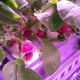Mmmm, radishes.